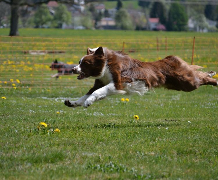 Osterhunderennen in Hörbranz Osterhunderennen in Hörbranz