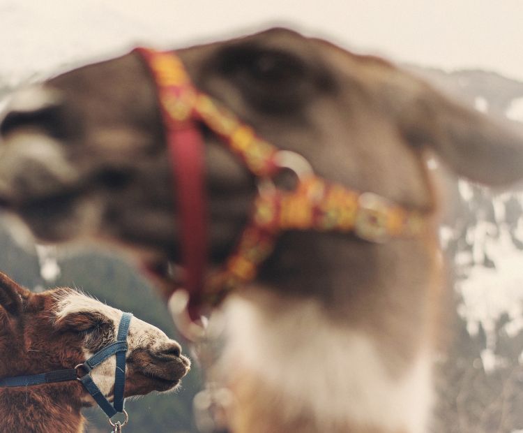 Lama Trekking, BartholomÃ¤berg/Silbertal