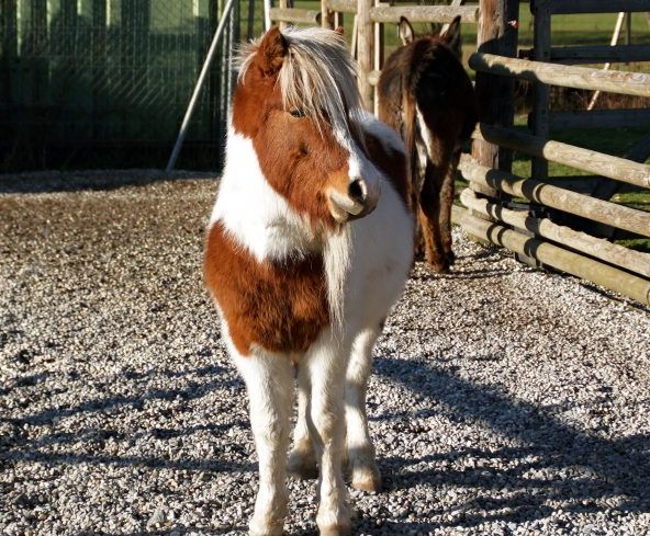 Doppelmayr-Zoo-c-Doppelmayr-Zoo_7-768x489 Doppelmayr-Zoo-c-Doppelmayr-Zoo_7-768x489