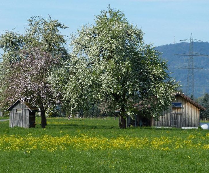 Bodensee-Vorarlberg Tourismus Grüne Insel Tour
