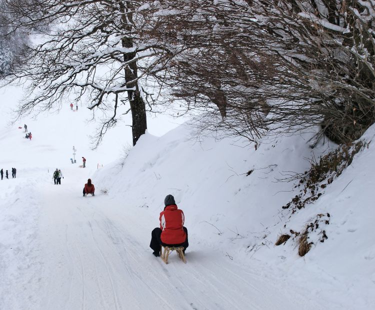 Rodeln am Pfänder Rodeln am Pfänder