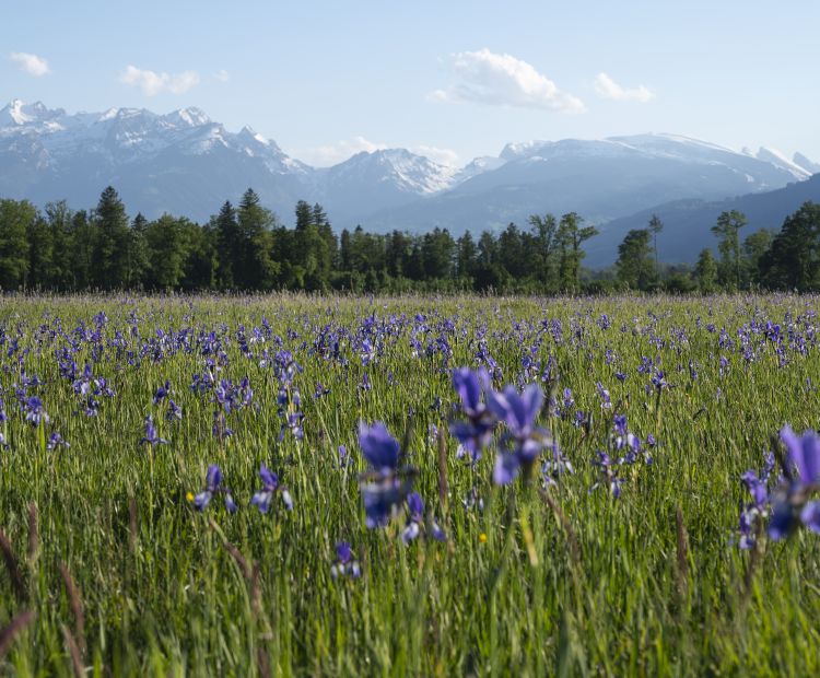 Bangs-Matschels Iris-BlÃ¼te