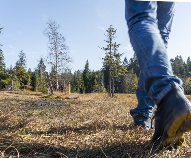 Wanderung durch das Hochmoor Fohramoos