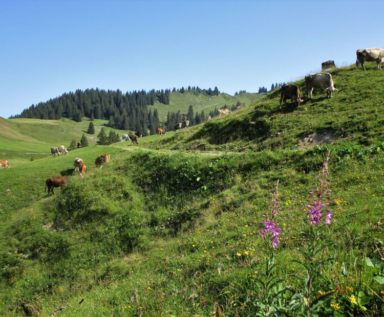 Alpwanderung mit viel Natur und Tierbegegnungen