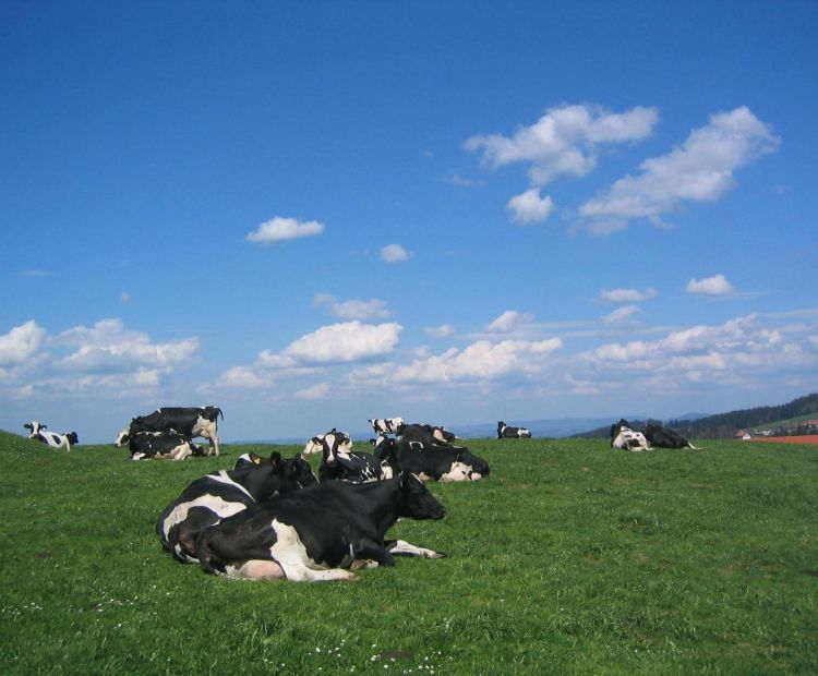Hof Lässer Hof Lässer