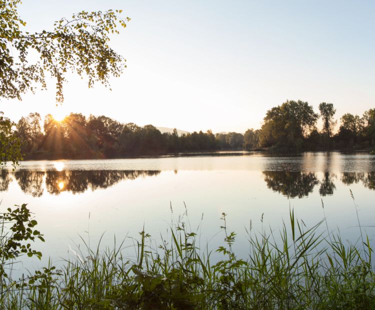 Sonnenuntergang Alter Rhein Hohenems Sonnenuntergang Alter Rhein Hohenems