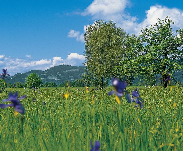 Irisfeld Lauteracher Ried Irisfeld Lauteracher Ried