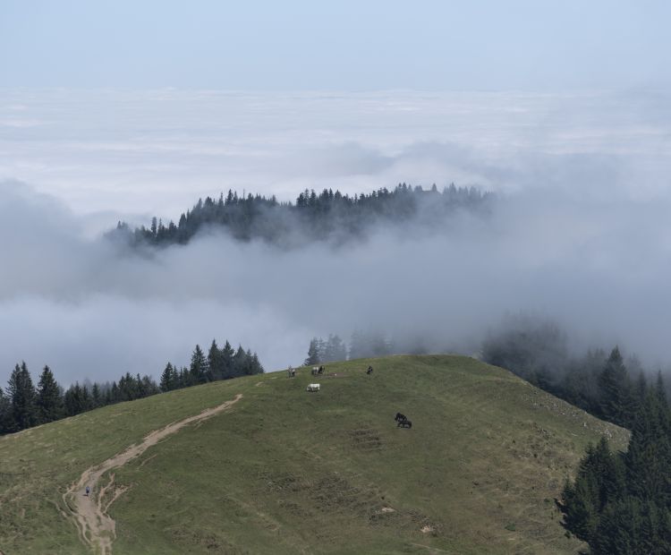 Blick Richtung KÃ¼hboden und SchÃ¶ner Mann