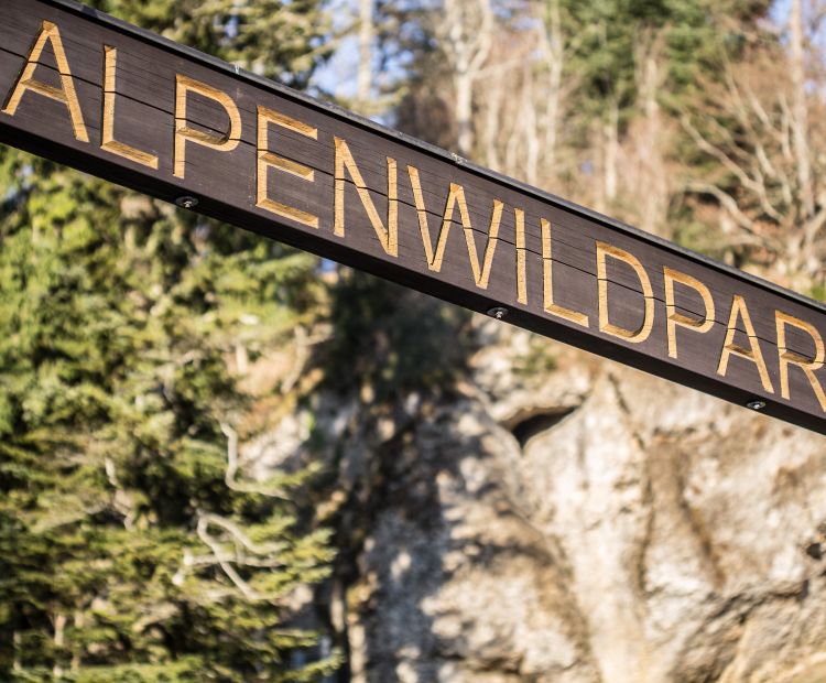 Pfänder Alpenwildpark Pfänder Alpenwildpark