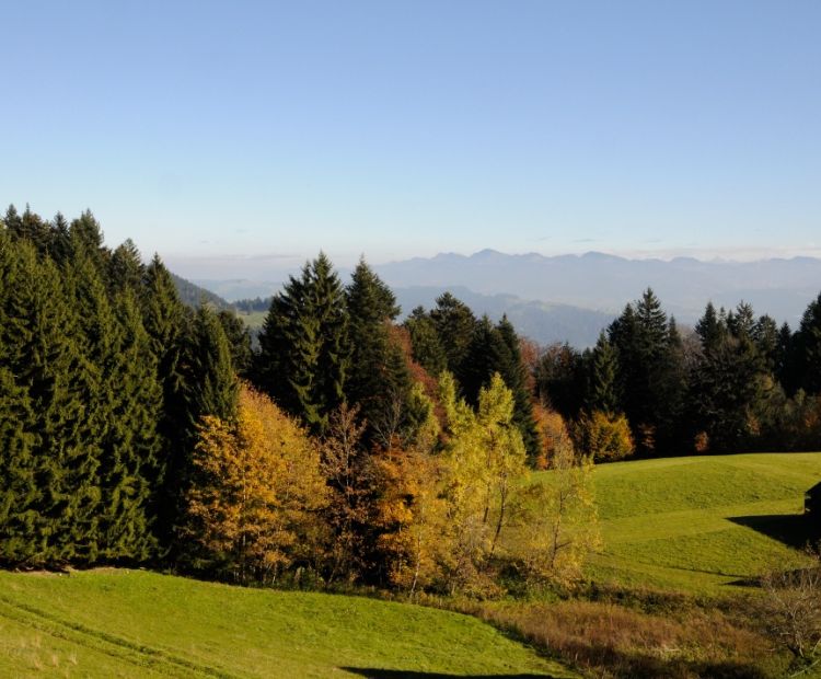 Peter Freiberger Herbststimmung am Pfänder â im Hintergrund Gipfel im Bregenzerwald.