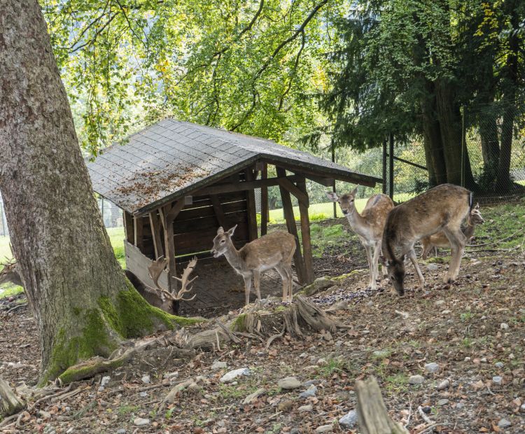 Wildpark Feldkirch Herbst Wildpark Feldkirch Herbst