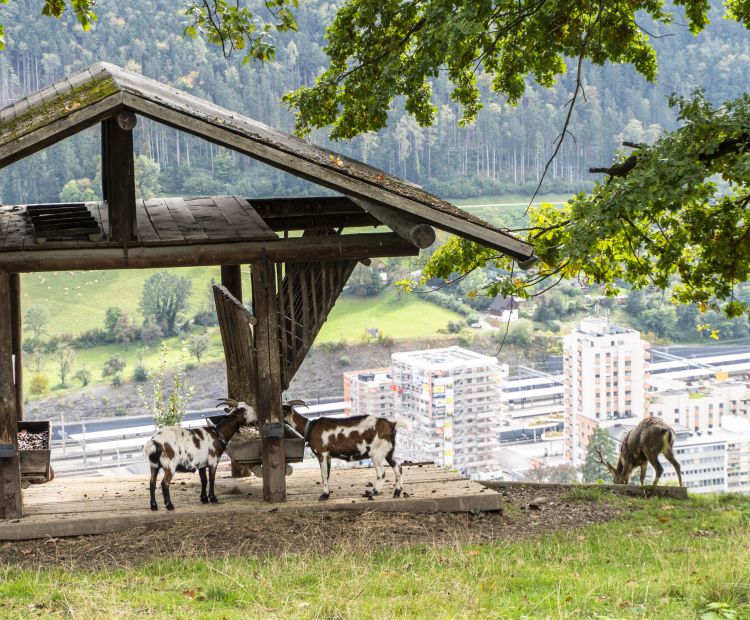 Wildpark Feldkirch Wildpark Feldkirch