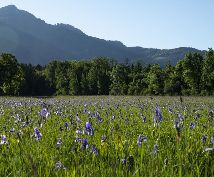 Bangs-Matschels Iris-Blüte Bangs-Matschels Iris-Blüte
