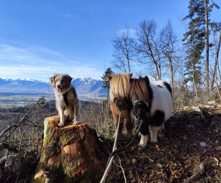 hufwärts ponytrekking 5.jpg hufwärts ponytrekking 5.jpg