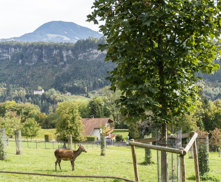 Wildpark Feldkirch Wildpark Feldkirch