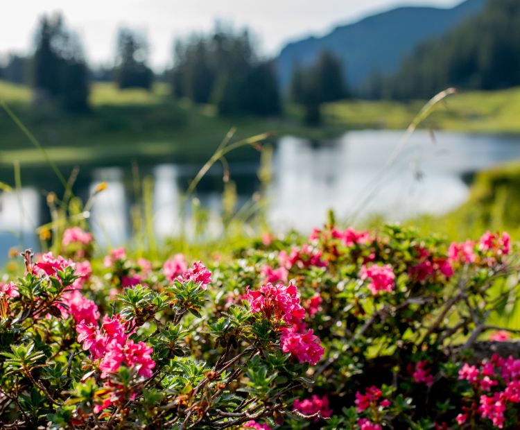 Naturjuwel Körbersee Naturjuwel Körbersee