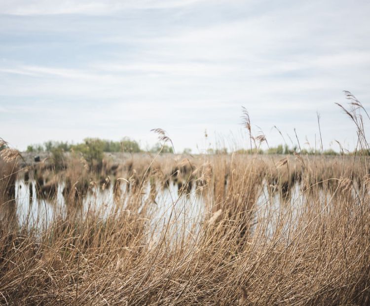 Naturpicknick Kräuterwanderung Schleienlöcher Naturpicknick Kräuterwanderung Schleienlöcher