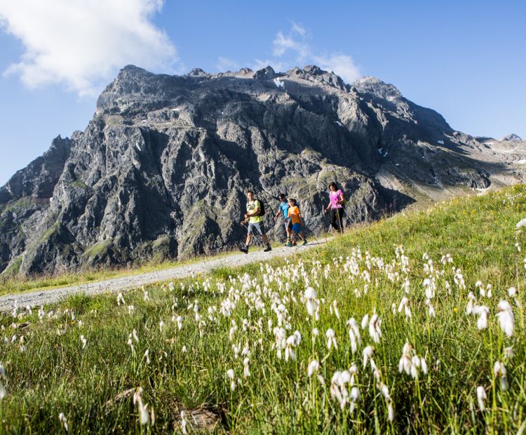 Madrisa mit Baumwollgras Madrisa mit Baumwollgras