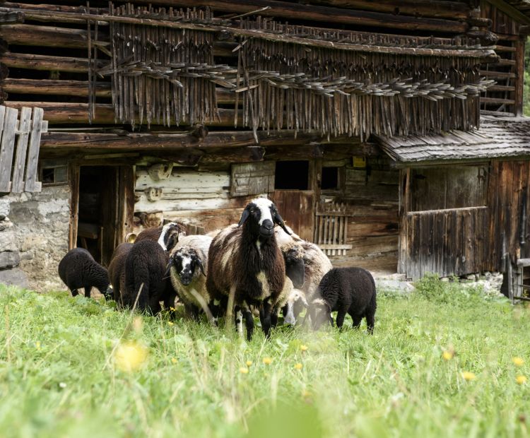 Montafoner Steinschafe Montafoner Steinschafe
