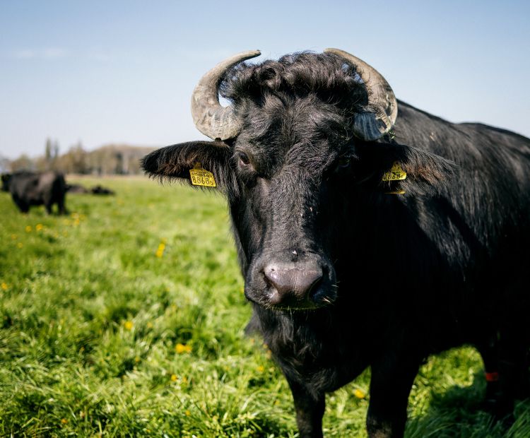 Heldernhof Höchst (c) - _matakstudios, Bodensee-Vorarlberg Tourismus (1).jpg Heldernhof Höchst (c) - _matakstudios, Bodensee-Vorarlberg Tourismus (1).jpg