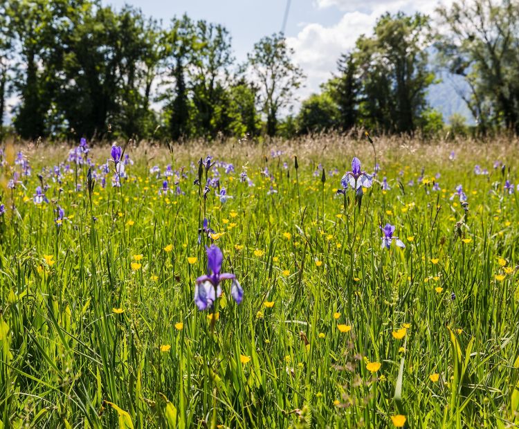 Schwertlilien Bangs Matschels Schwertlilien Bangs Matschels