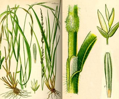 Julia Mangeng - Projekt Loccata Molinia Caerulea