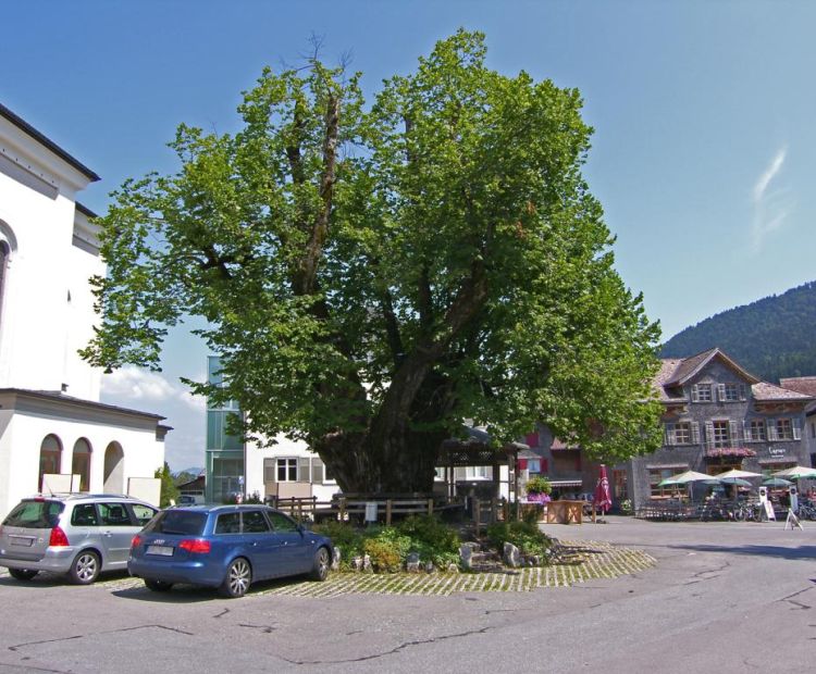 Werner Groß Die Dorflinde in Alberschwende