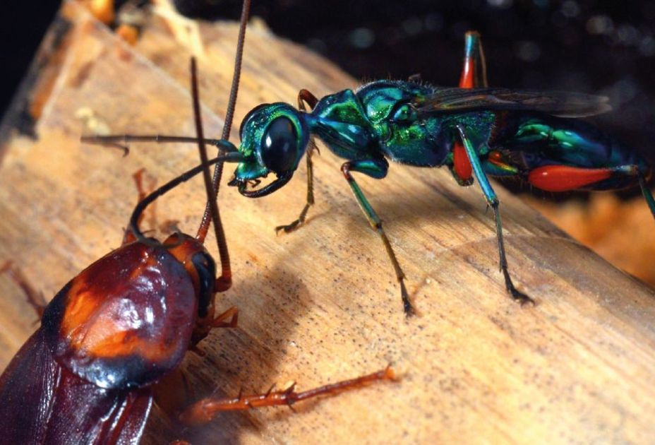 Geniale Erfindungen der Insekten_ Juwelwespe und KÃ¼chenschabe-Â©Werner Gnatzy.jpg