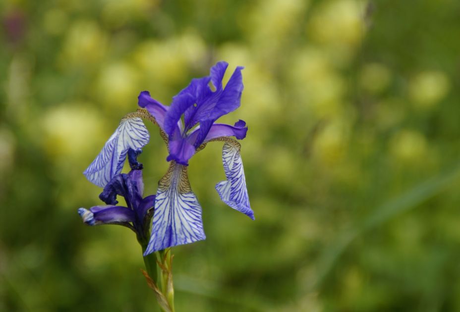 sibirische Schwertlilie sibirische Schwertlilie