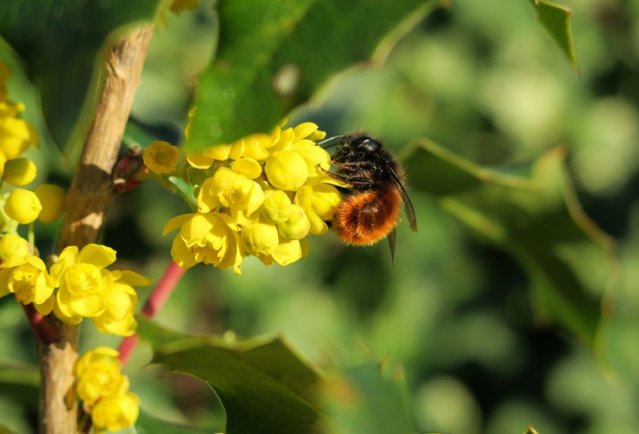 Eine Biene auf einer gelben Blume