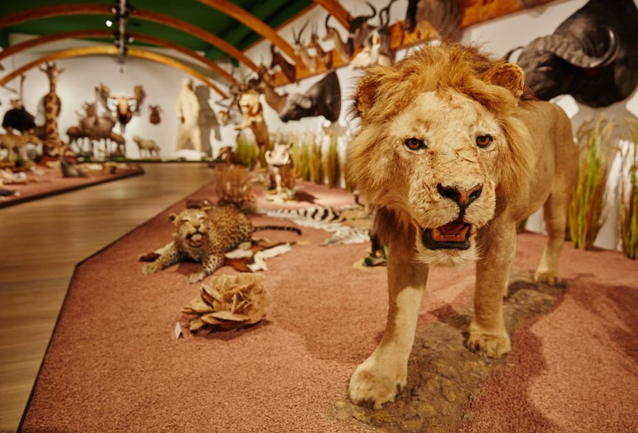 Arche Noah Museum