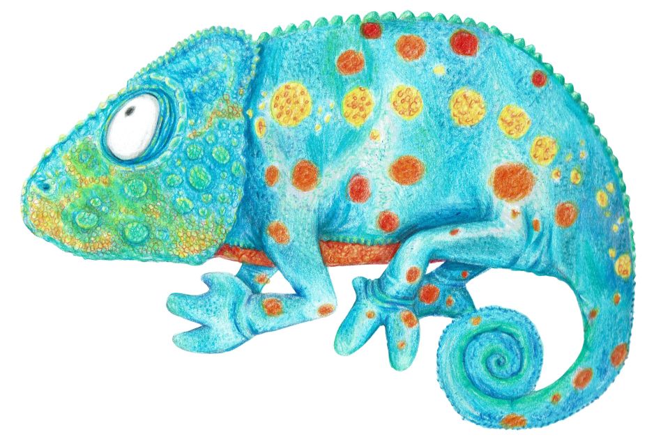 Chamäleon Chamäleon