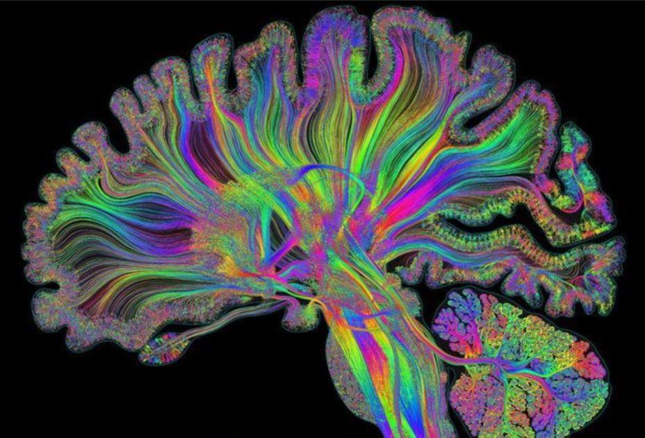 Ein farbenfroher Baum mit mehreren Farben