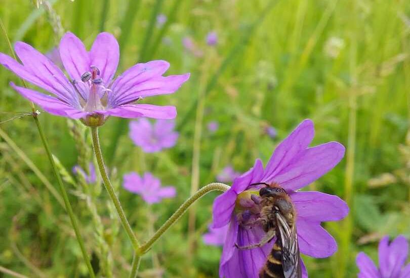 Eine Biene auf einer violetten Blume (keine Orchidee)