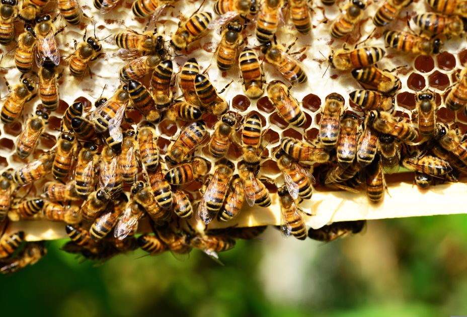 pollydot-honey-bees-401238_pixaby.jpg pollydot-honey-bees-401238_pixaby.jpg