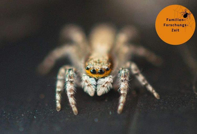 Spinne.jpg Spinne.jpg