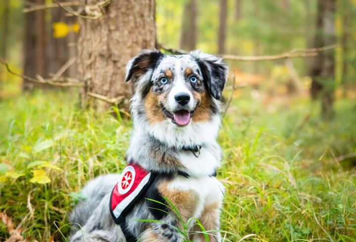 Ein Hund sitzt im Gras Ein Hund sitzt im Gras