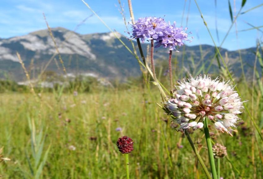 Eine Streuwiese Eine Streuwiese