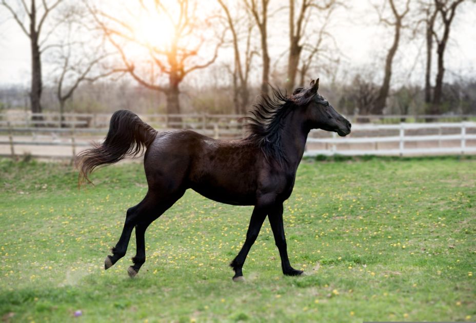 pferd pferd