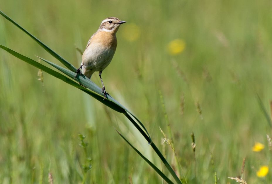 Braunkehlchen (c) Heinz Baenninger 2025_Klimaschmiede_Braunkehlchen_Drosseln-18-2_c_Heinz_Baenninger.jpg