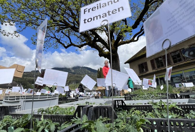 Setzlingsmarkt 2025 Setzlingsmarkt 2025