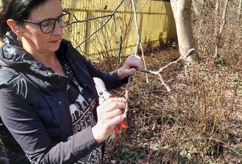 Eine Person, die Ãste mit einer Schere schneidet Eine Person, die Ãste mit einer Schere schneidet