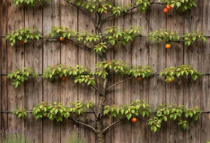 Ein Baum mit Marillen