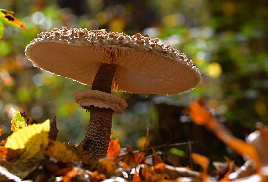 Pilz_Pixabay.jpg Pilz_Pixabay.jpg