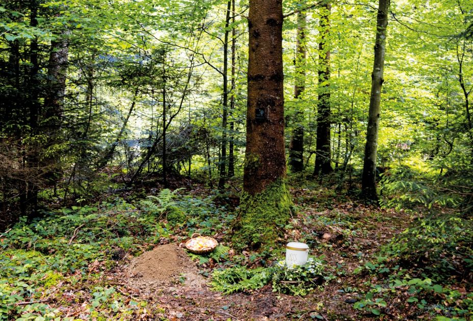 Waldbestattung Bludesch