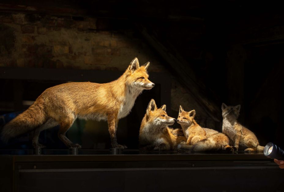 inatura FÃ¼hrung TaschenlampeÂ©Petra Rainer.jpg