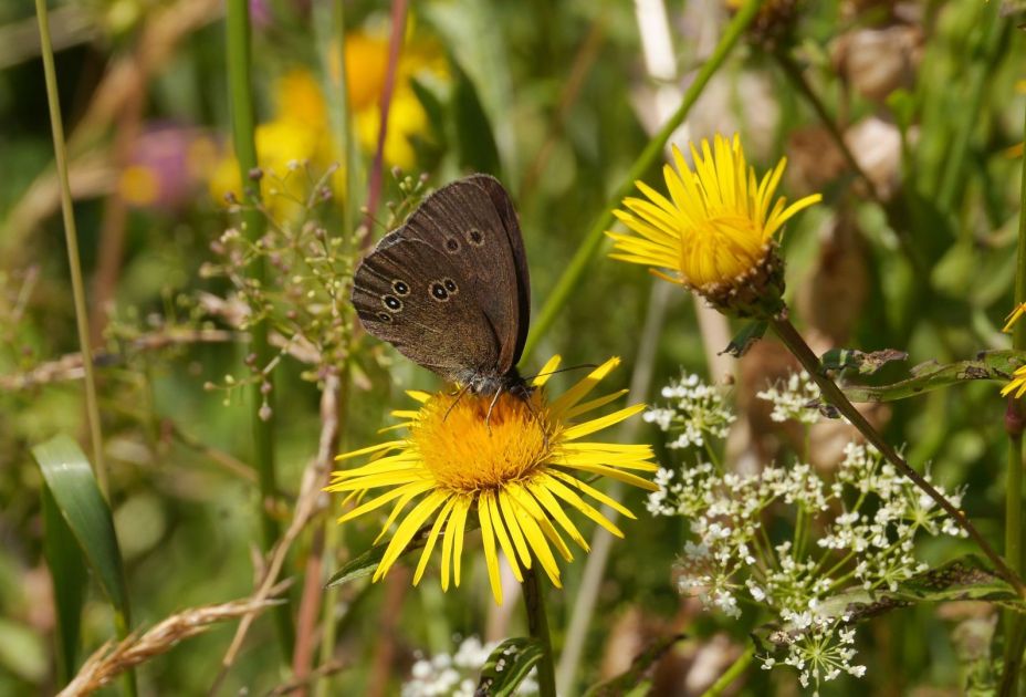 Ein Schmetterling auf einer gelben Blume Ein Schmetterling auf einer gelben Blume