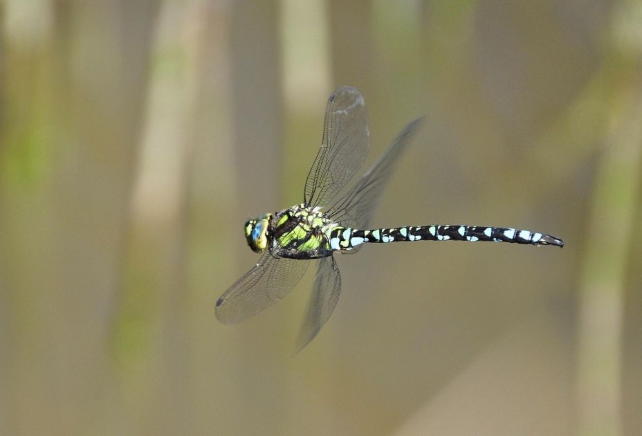 Eine Libelle, die in der Luft fliegt Eine Libelle, die in der Luft fliegt