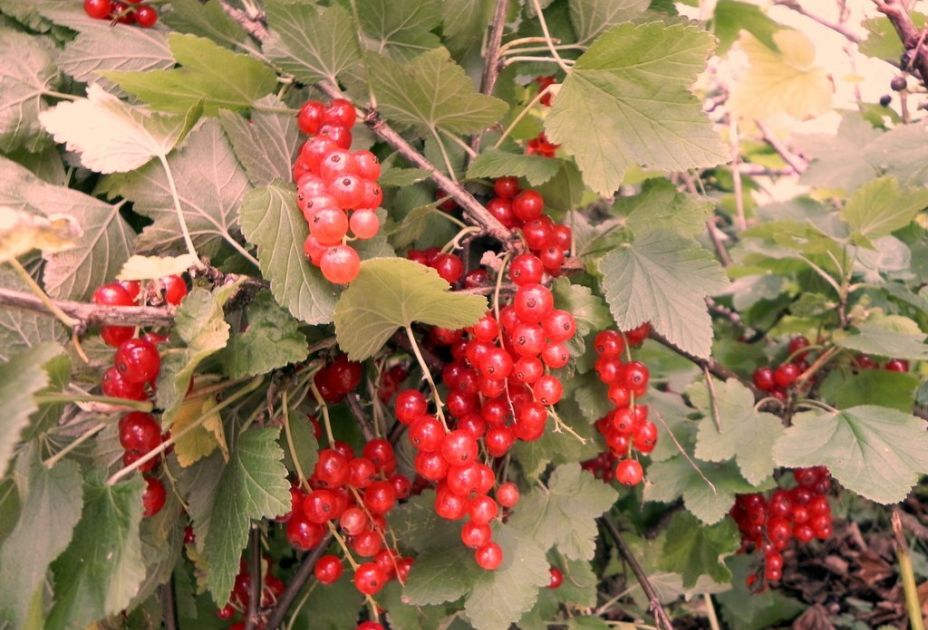 Rote Johannisbeeren Rote Johannisbeeren