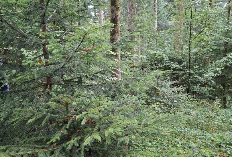 Wald in Frauenhänden: Plenterwald für Einsteigerinnen und Fortgeschrittene Wald in Frauenhänden: Plenterwald für Einsteigerinnen und Fortgeschrittene